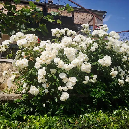 Familija Cvitkovic *